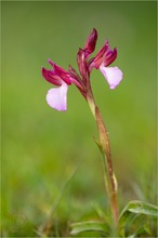 Schmetterlings-Knabenkraut (Anacamptis papilionacea)