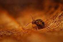 Bunte Kugelspringer (Dicyrtomina ornata)