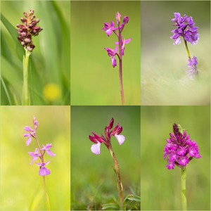 Die Orchideen der Schweiz Gattung Anacamptis