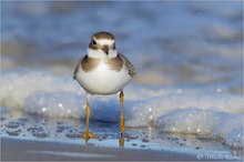 Sandregenpfeifer (Charadrius hiaticula)