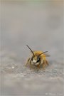 Gemeine Sandbiene (Andrena flavipes)