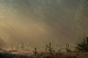 Eine Ricke steht auf einer Waldlichtung,