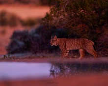 Luchs am frühen Morgen