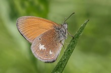 Das Rotbraune Wiesenvögelchen