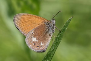 Das Rotbraune Wiesenvögelchen