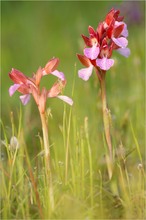 Grossblütiges Schmetterlings-Knabenkraut