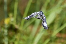 Pied Kingfisher