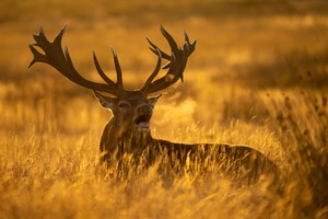 Der Platzhirsch