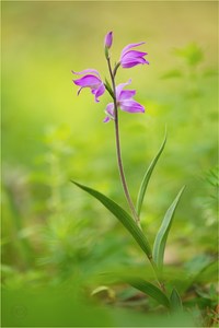 Waldschönheit