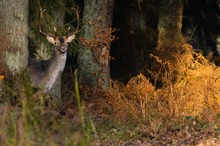 Vorsichtiger Dammhirsch