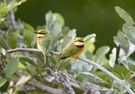 Little Bee Eater - Zwergspint