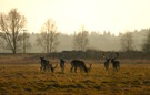 Damhirsche vor den Ruinen