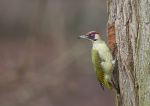 Grünspecht  am Brutbaum von Frühjahr.