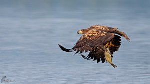 Seeadler