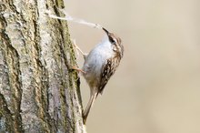 Zum Nestbau eigentlich noch zu früh?