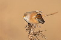 Bartmeise (Panurus biarmicus)