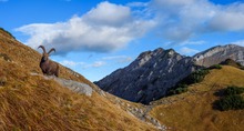 Steinbock in seinem Reich