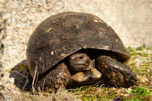 Tartaruga - Schildkröte