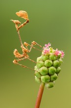 Mantis Larve