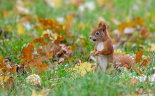 Eichhörnchen