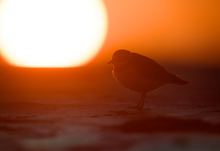 Sandregenpfeifer bei Sonnenuntergang