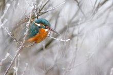 Noch ein Eisvogelbild?