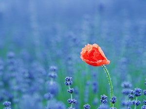 Mohn im Lavendel