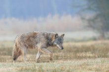 Wolfswelpe weiblich 2016