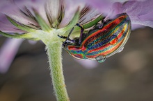 Regenbogenkäfer