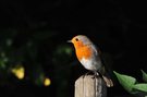 Rotkehlchen (Erithacus rubecula)