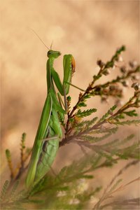 Mantis in der Heide…