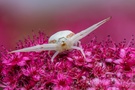 Krabbenspinne im farbigen Umfeld