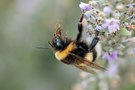 Hummel im Lavendel