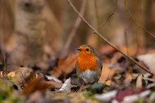 Rotkehlchen im Herbst