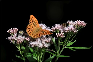 Farbtupfer vor dunklem Hintergrund