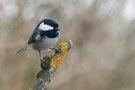 Tannenmeise (parus ater)