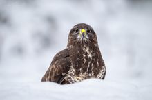 Schnee-Bussard