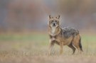 Golden Jackal