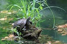 Kaspische Bachschildkröte im Lebensraum