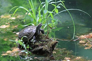 Kaspische Bachschildkröte im Lebensraum