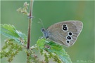 Brauner Waldvogel (Aphantopus hyperantus)