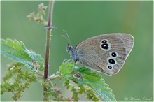 Brauner Waldvogel (Aphantopus hyperantus)