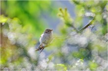 Haussperling (Passer domesticus)