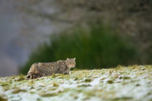 Wildkatze im Schneetreiben