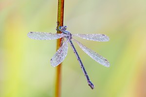 Lestes barbarus