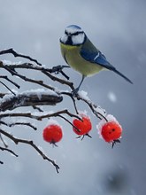 Meise im ersten Schnee