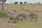 Steppenzebras