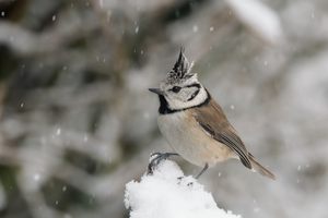 Haubenmeise im Schneegestöber