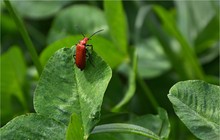 Der Aufsteiger