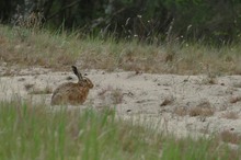 Auf der Sandfläche